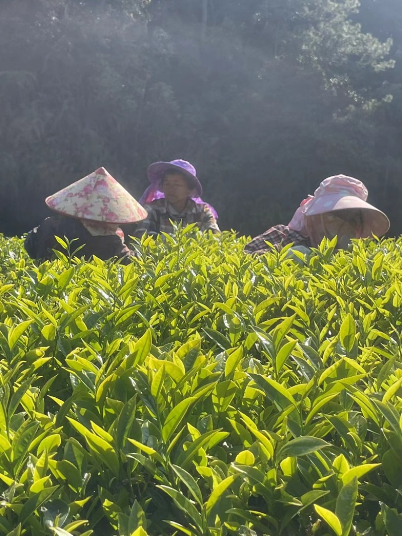 高山老树炭烘培凤凰单丛蜜兰香、鸭屎香、锯朵仔