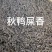 高山老树炭烘培凤凰单丛蜜兰香、鸭屎香、锯朵仔