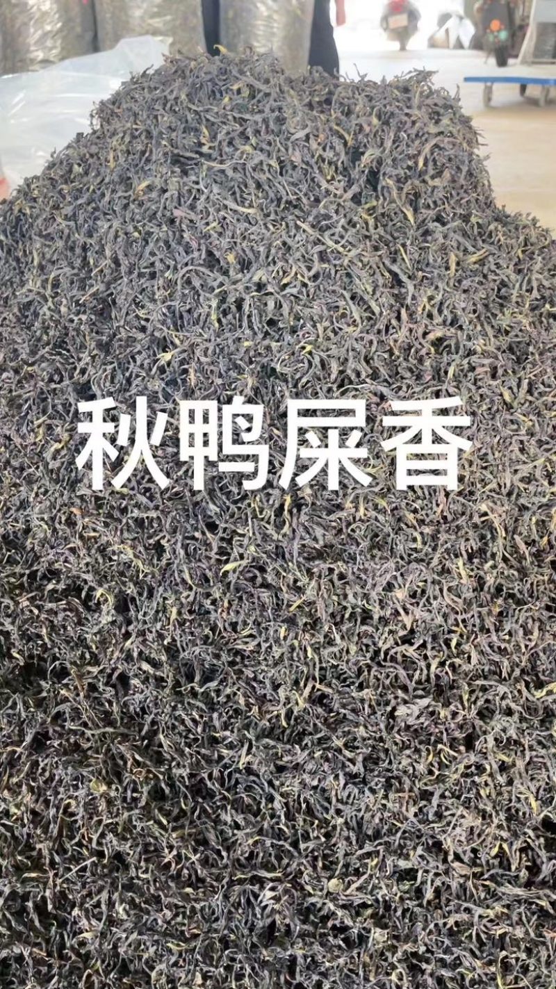 高山老树炭烘培凤凰单丛蜜兰香、鸭屎香、锯朵仔