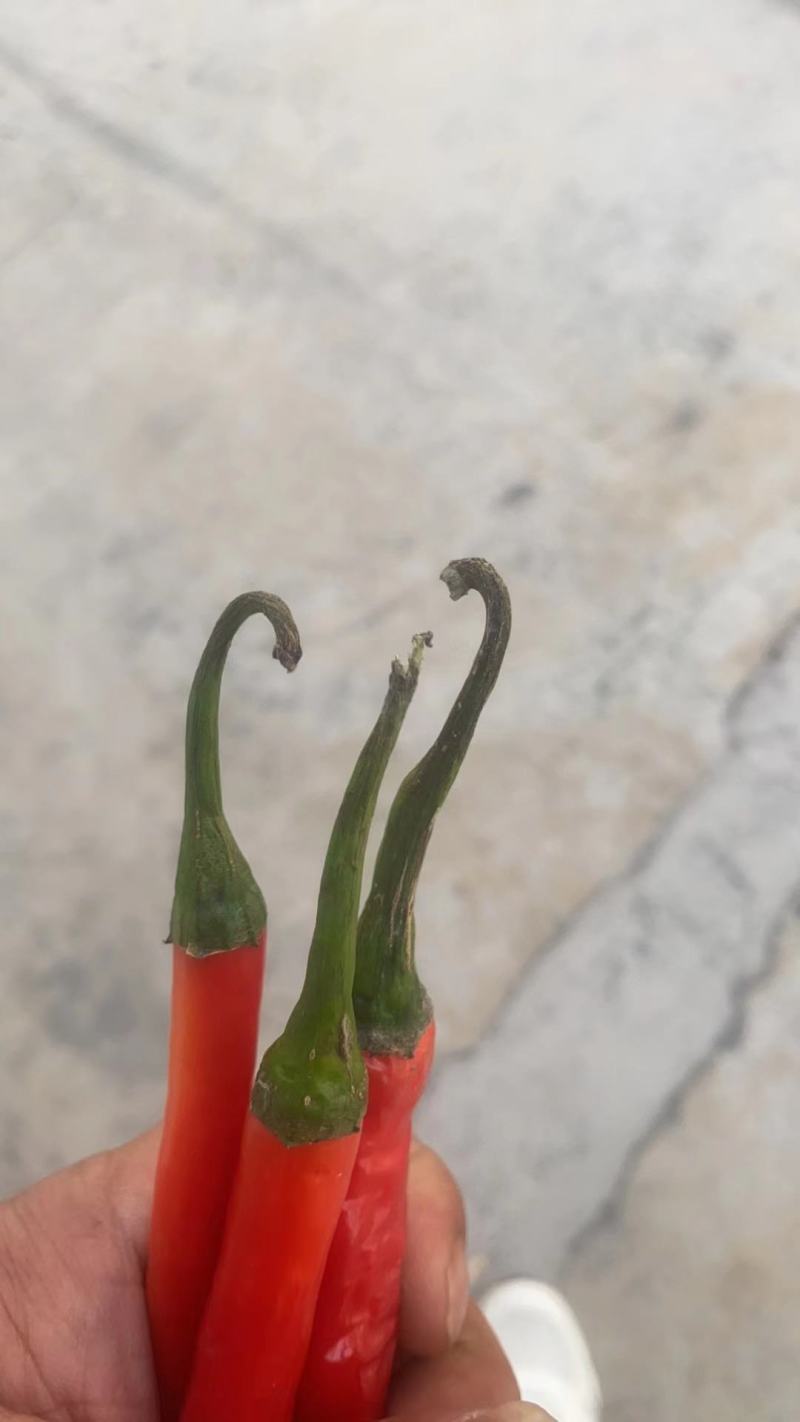 三号线椒，剁椒好货