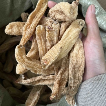 天麻个天麻无硫天麻云南昭通天麻实拍天麻片