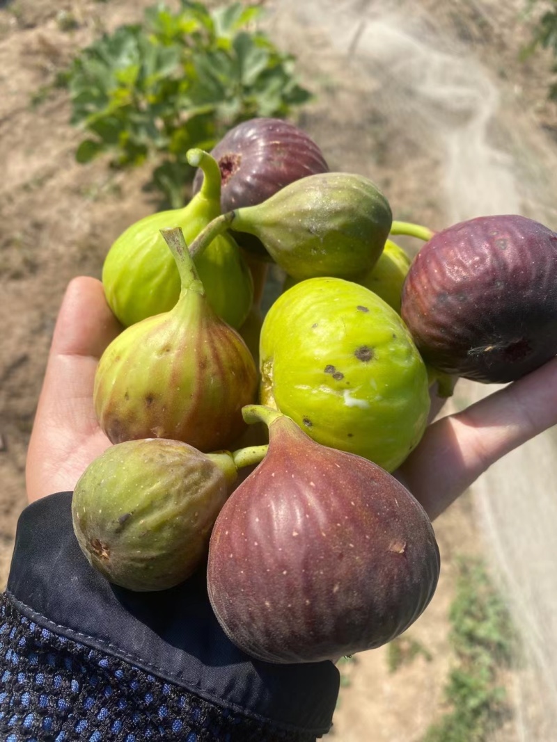 无花果苗波姬红，精品无花果苗，厂家直发量大优惠