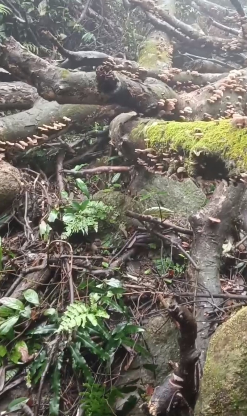 苗山野生香菇、干货、香味十足，批发、零售，一手货源对接