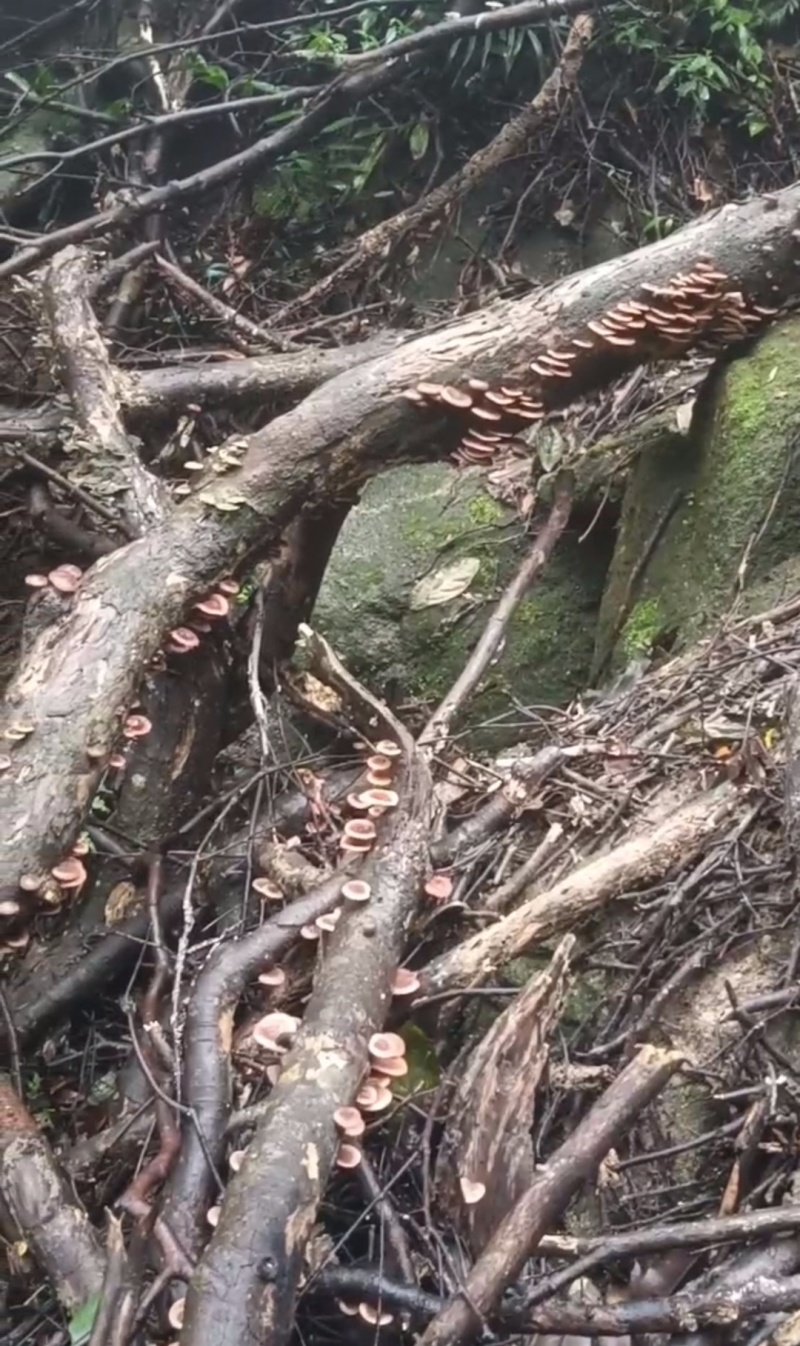 苗山野生香菇、干货、香味十足，批发、零售，一手货源对接