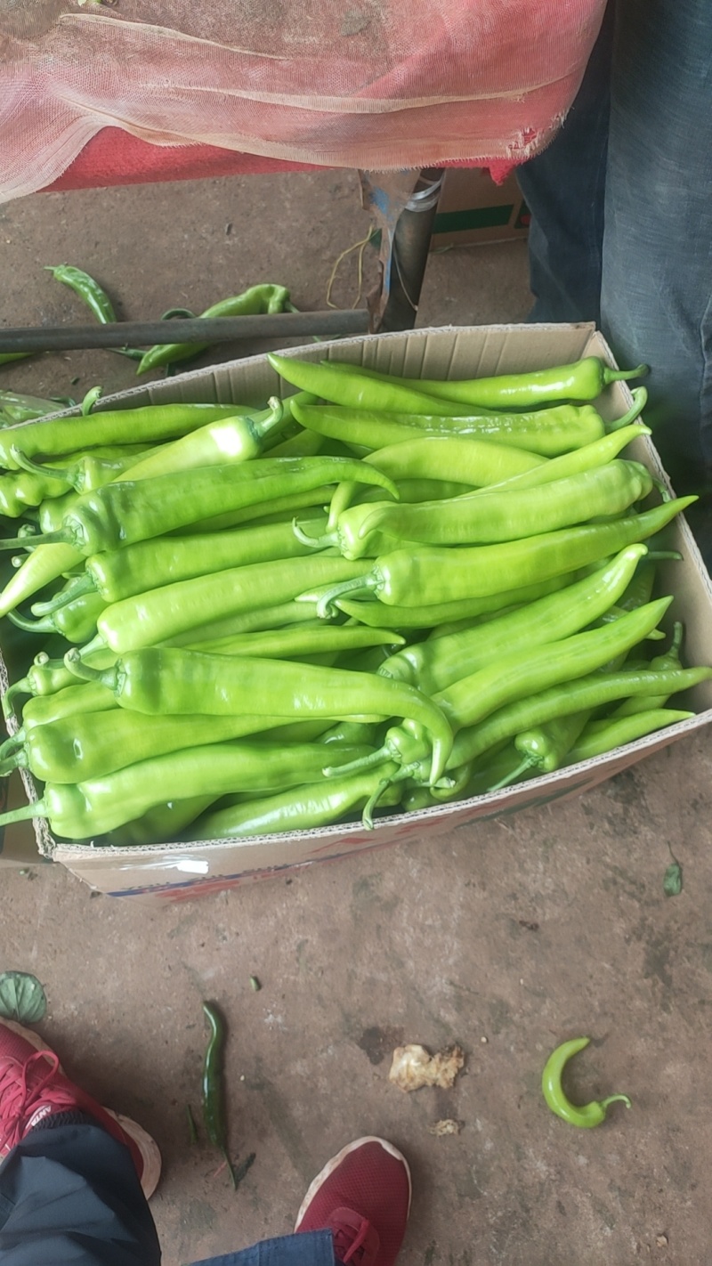 广东徐闻青皮尖椒，黄皮尖椒，基地直发电商货市场货，平台货