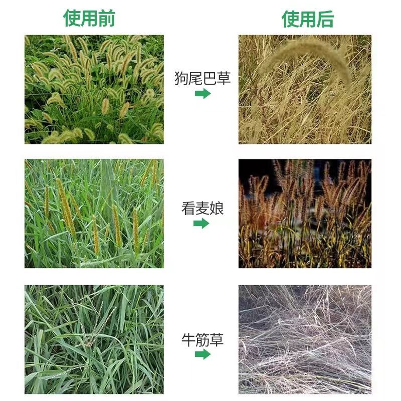 好收成银收成草甘膦铵盐33%草甘膦荒地百合田非耕地除草