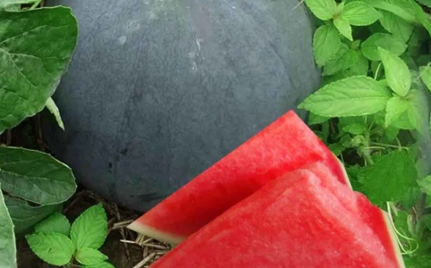 北京西瓜