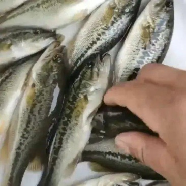 优选鲈鱼精品鲈鱼渔场直供大量供应中质量保证