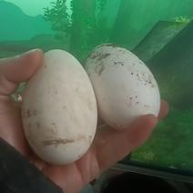 自家养的鹅下的鹅蛋