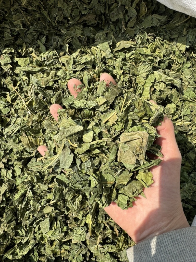 桑叶干桑叶霜桑叶实物拍摄颜色好的很发货如图