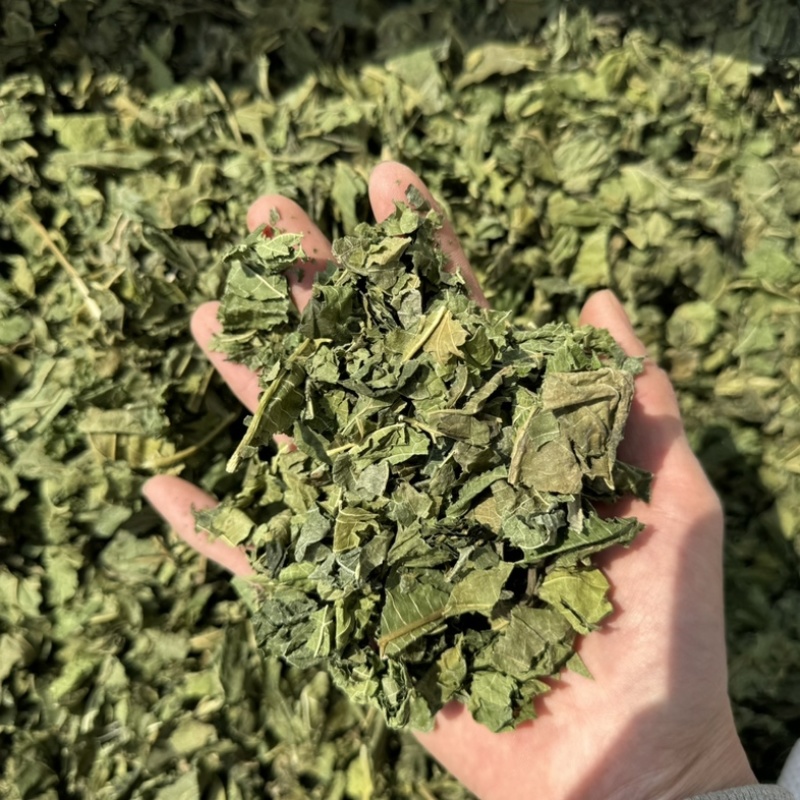 桑叶干桑叶霜桑叶实物拍摄颜色好的很发货如图