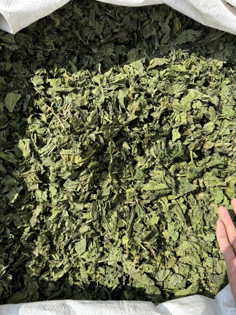 桑叶干桑叶霜桑叶实物拍摄颜色好的很发货如图