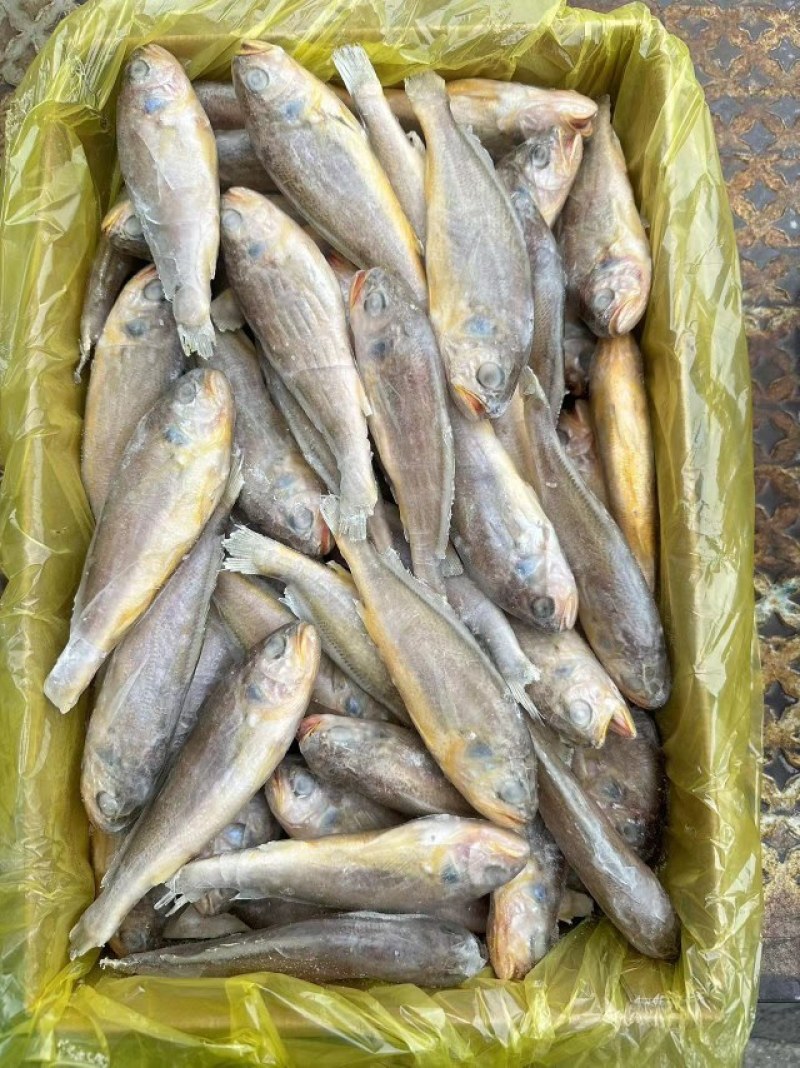 单冻小黄花鱼，规格，2-4-6-8，鲜度好
