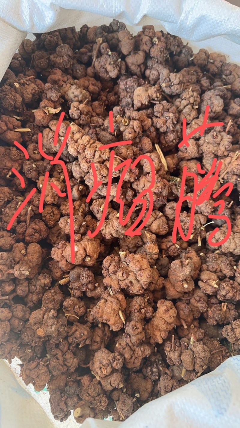消瘤藤又名消瘤果，云南大山里的好东西