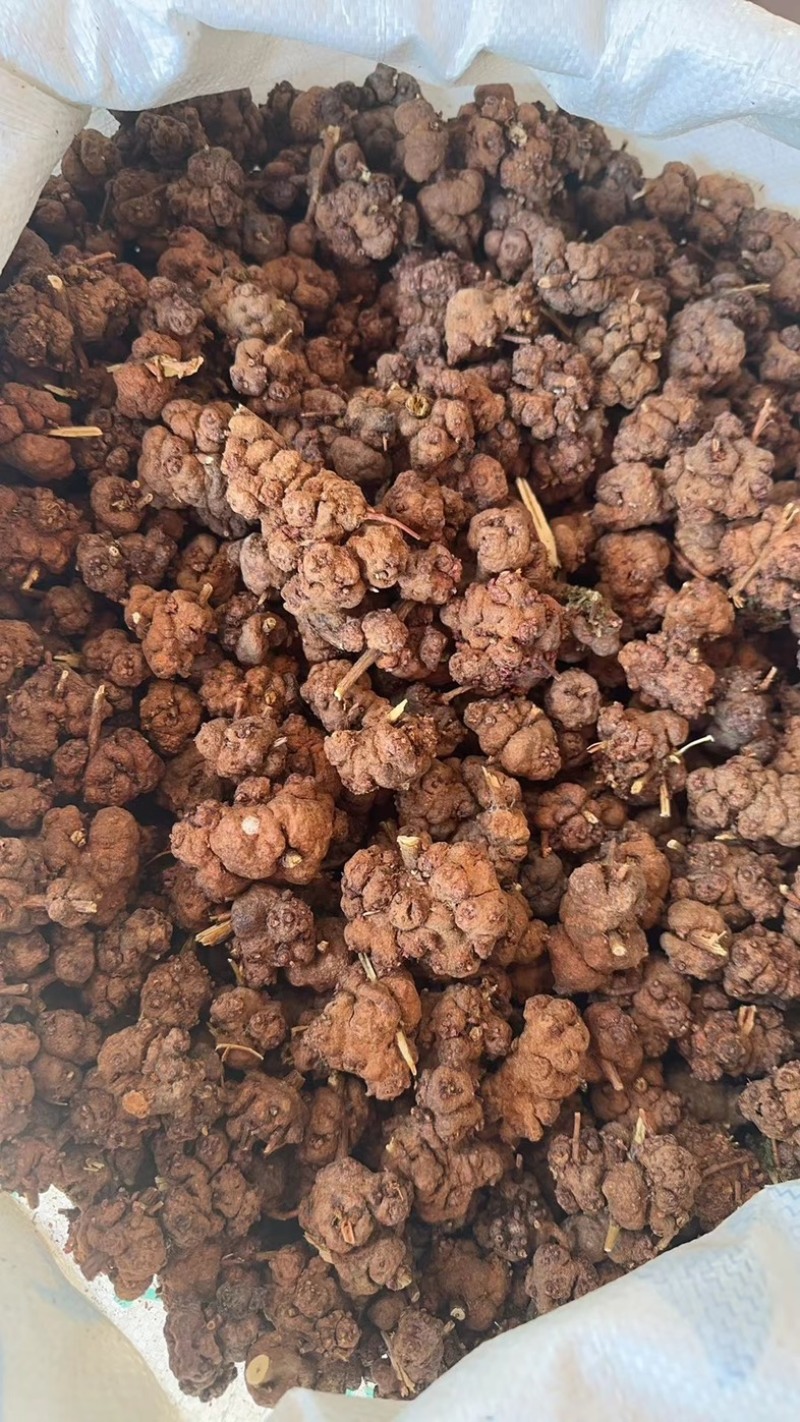消瘤藤又名消瘤果，云南大山里的好东西
