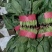 菠菜大量现货可供电商超市学校食堂监狱等发往全国各地