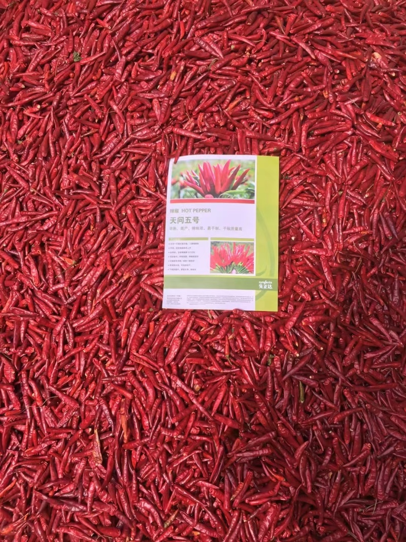 天问五号朝天椒先正达果长6厘米粗0.7厘米亩干椒1200