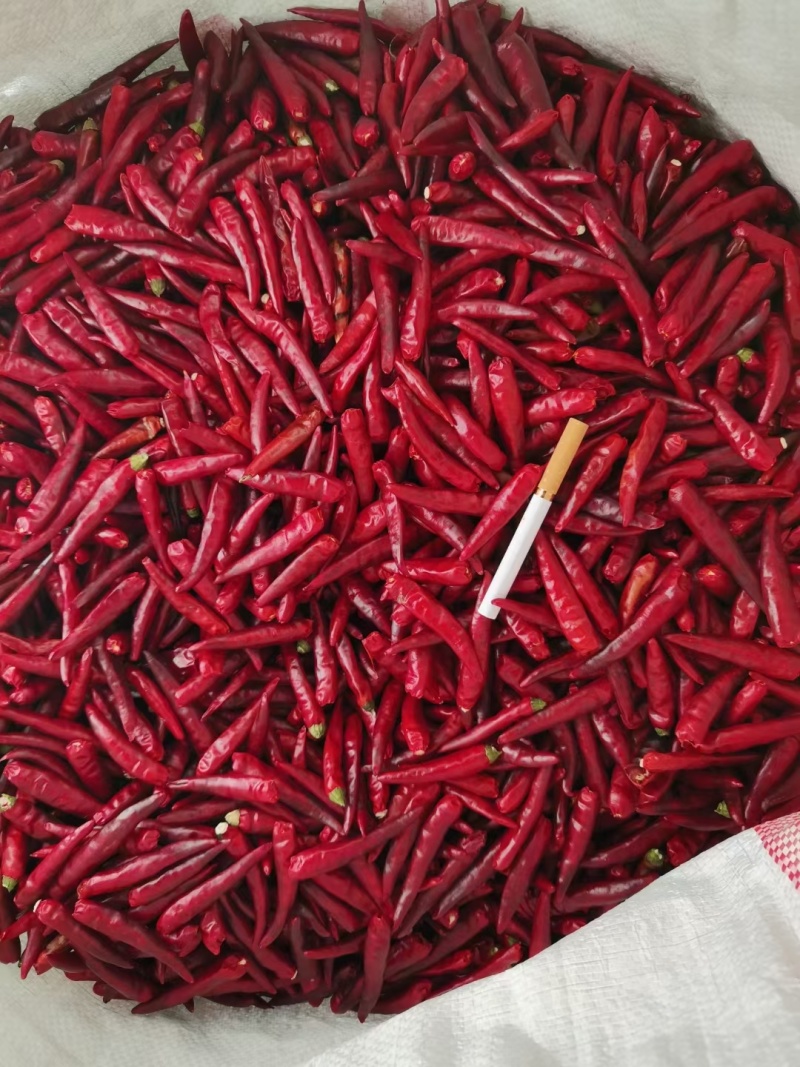 天问五号朝天椒先正达果长6厘米粗0.7厘米亩干椒1200