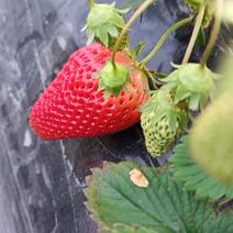 25克以上草莓