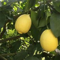 黄柠檬尤力克柠檬产地直发批发零售黄柠檬量大详谈