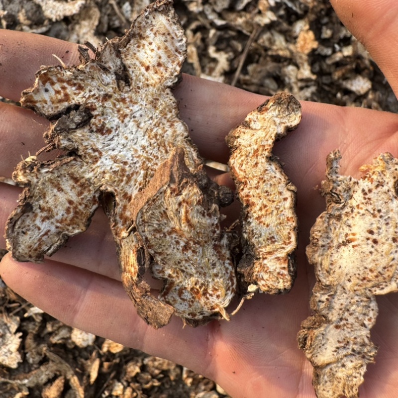【货对版气味浓】苍术朱砂点苍术正品生苍术干货苍术片
