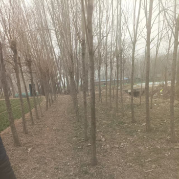 大批量的香花槐，自家种植，1000多棵左右，5-10公分