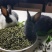 宠物兔粮零售批发
