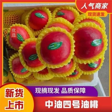 2025精品中油四号油桃/可对接电商/支持一件代发
