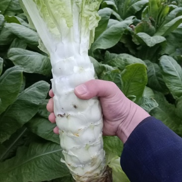 湖北钟祥大棚圆叶白皮绿肉莴笋基地