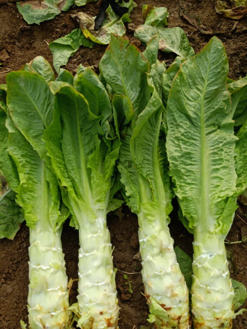 湖北钟祥大棚圆叶白皮绿肉莴笋基地