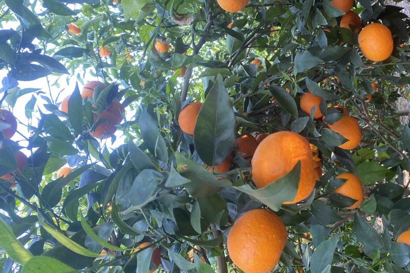 高原沃柑每一口都是甜丝丝的幸福感