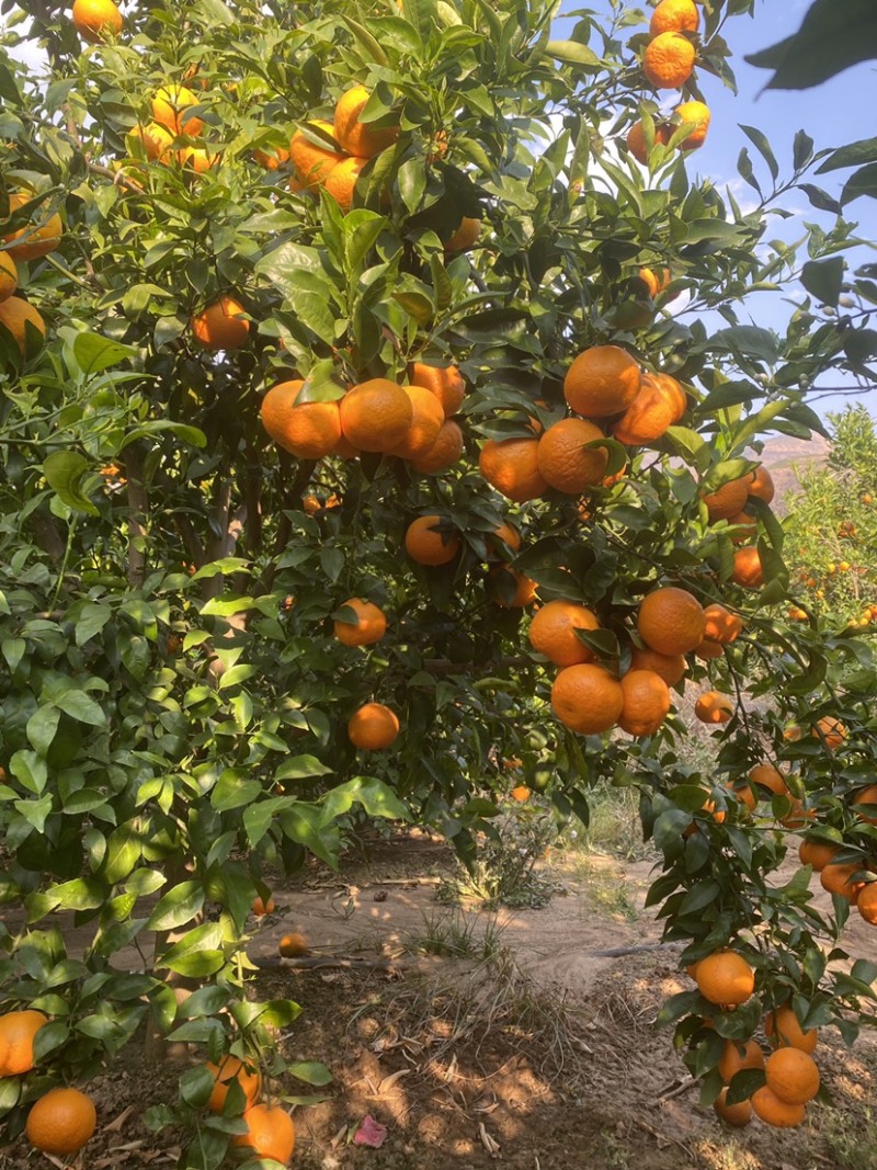 高原沃柑每一口都是甜丝丝的幸福感