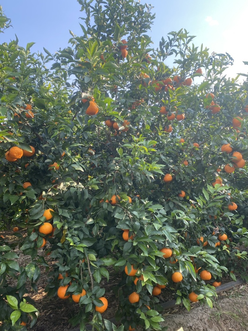 高原沃柑每一口都是甜丝丝的幸福感