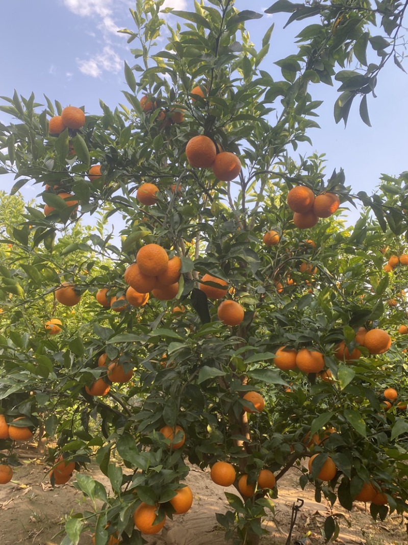 高原沃柑每一口都是甜丝丝的幸福感