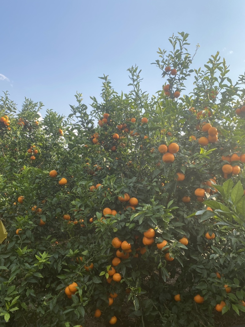 高原沃柑每一口都是甜丝丝的幸福感
