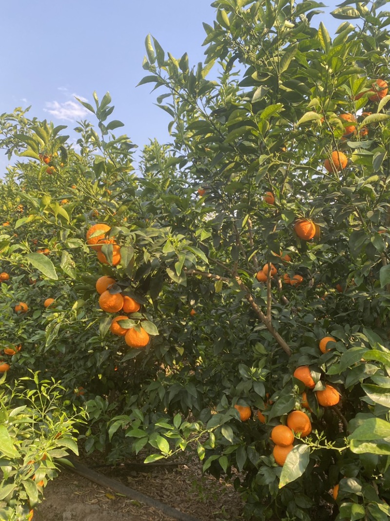 高原沃柑每一口都是甜丝丝的幸福感