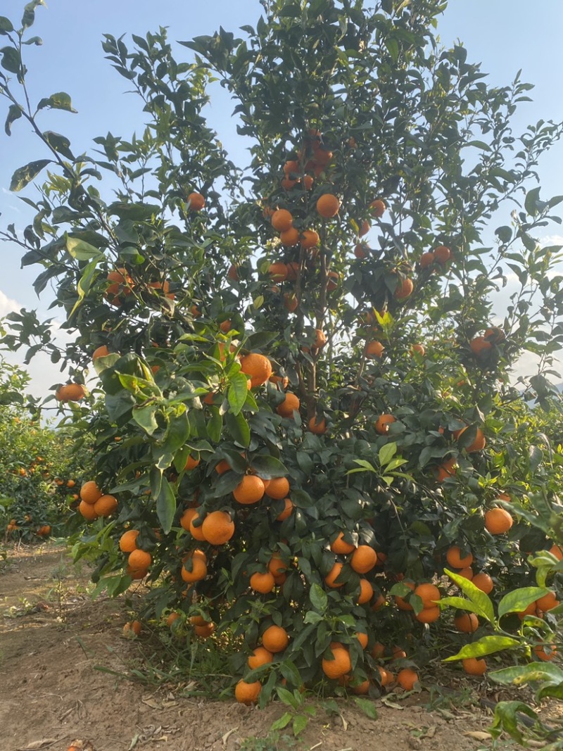 高原沃柑每一口都是甜丝丝的幸福感