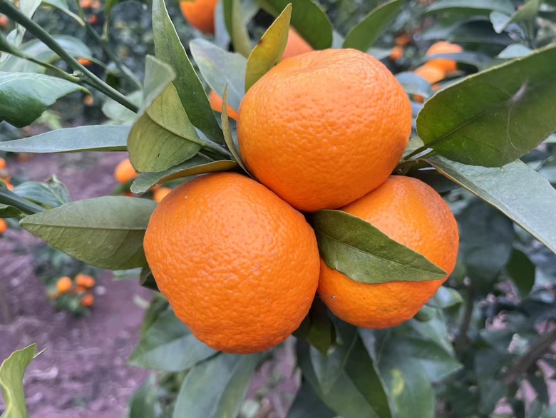 沃柑果园采摘场景