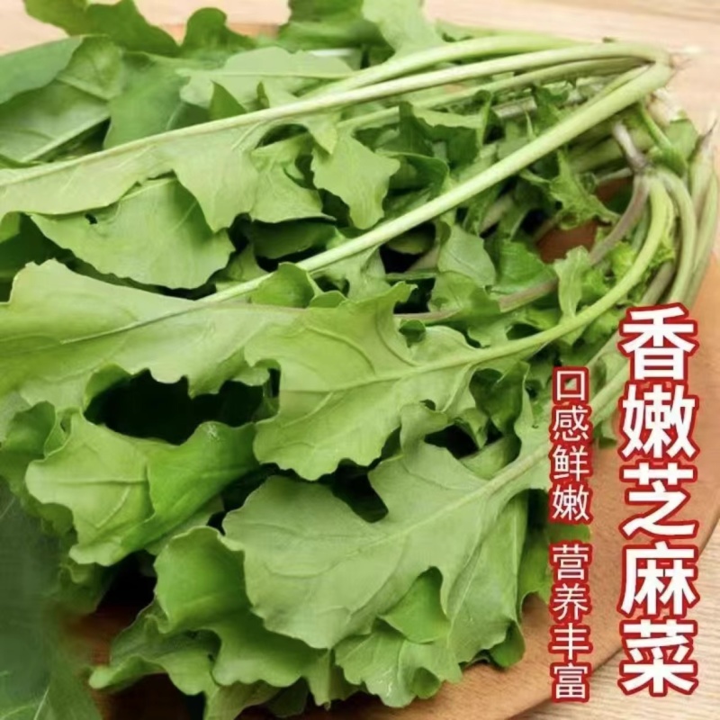 豌豆苗种子豌豆尖种子芦笋黄花菜芝麻菜菊苣菜特菜种子