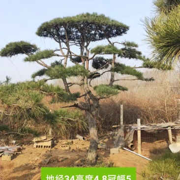 高端大气造型松上线