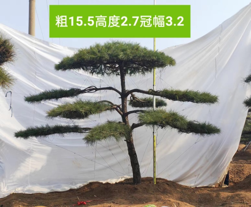高端大气造型松上线