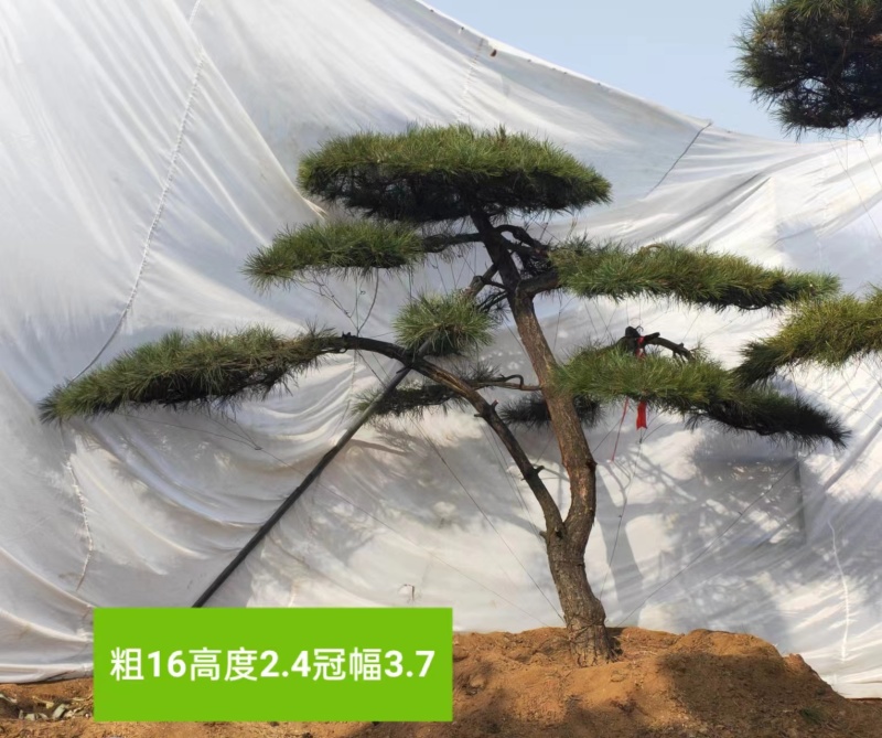 高端大气造型松上线