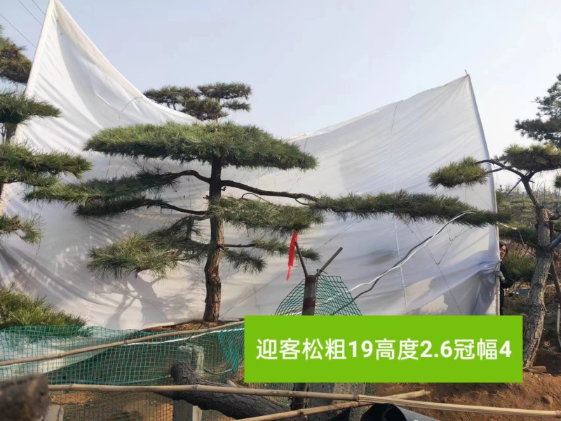 高端大气造型松上线