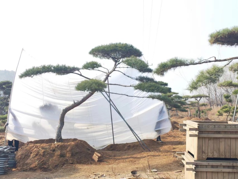 高端大气造型松上线