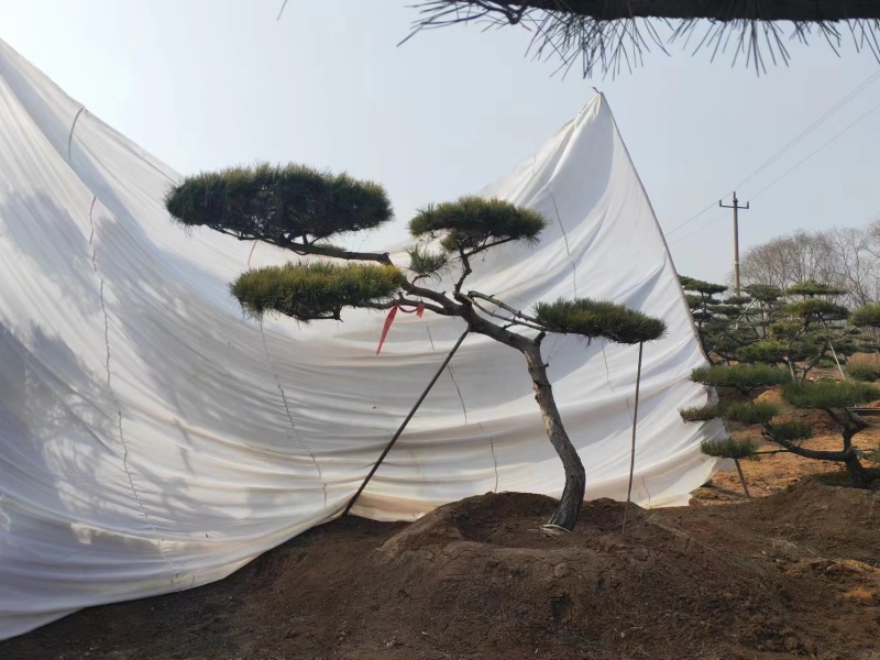 高端大气造型松上线