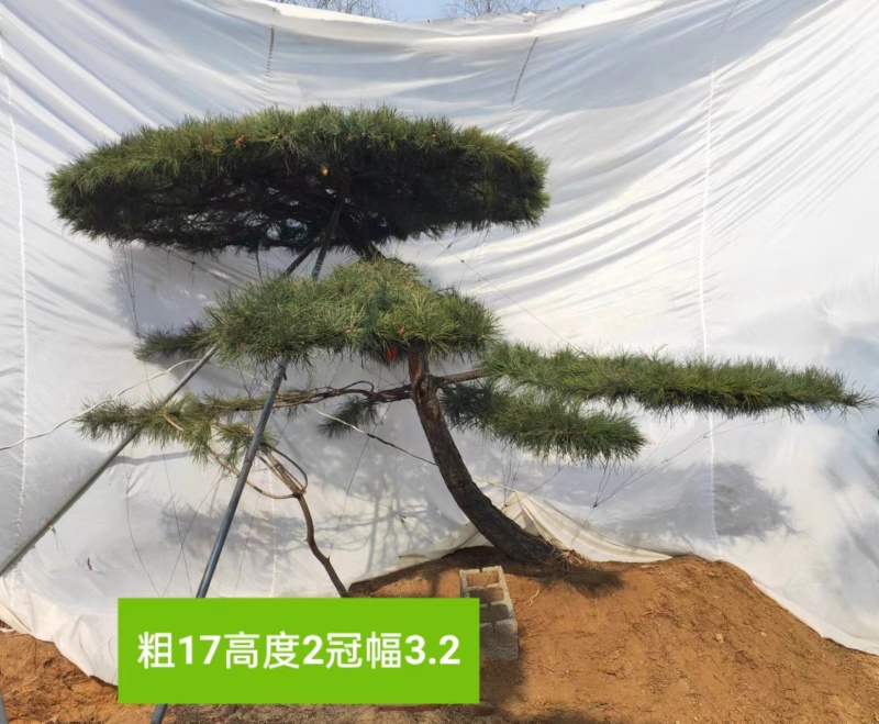 高端大气造型松上线