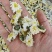 .批发黄山贡菊花500克茶花草茶花果茶菊花茶泡水干货
