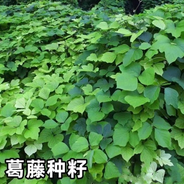 葛藤种子爬山虎牵牛花油麻藤大翼豆边坡矿山绿化护坡爬藤植物