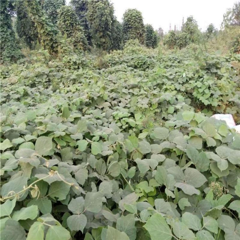 葛藤种子爬山虎牵牛花油麻藤大翼豆边坡矿山绿化护坡爬藤植物