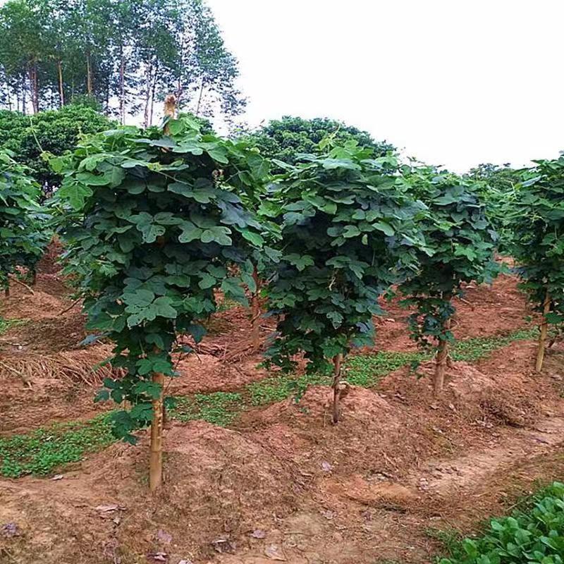 葛藤种子爬山虎牵牛花油麻藤大翼豆边坡矿山绿化护坡爬藤植物
